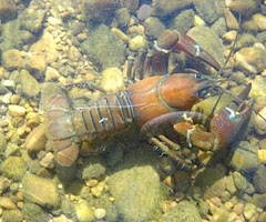 El Gobierno deja libre la pesca de cangrejo señal en el río Ebro y el embalse